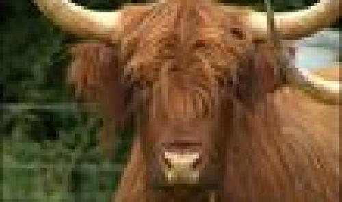 11-07-2008: Revenons à nos moutons au Préhistosite de Ramioul